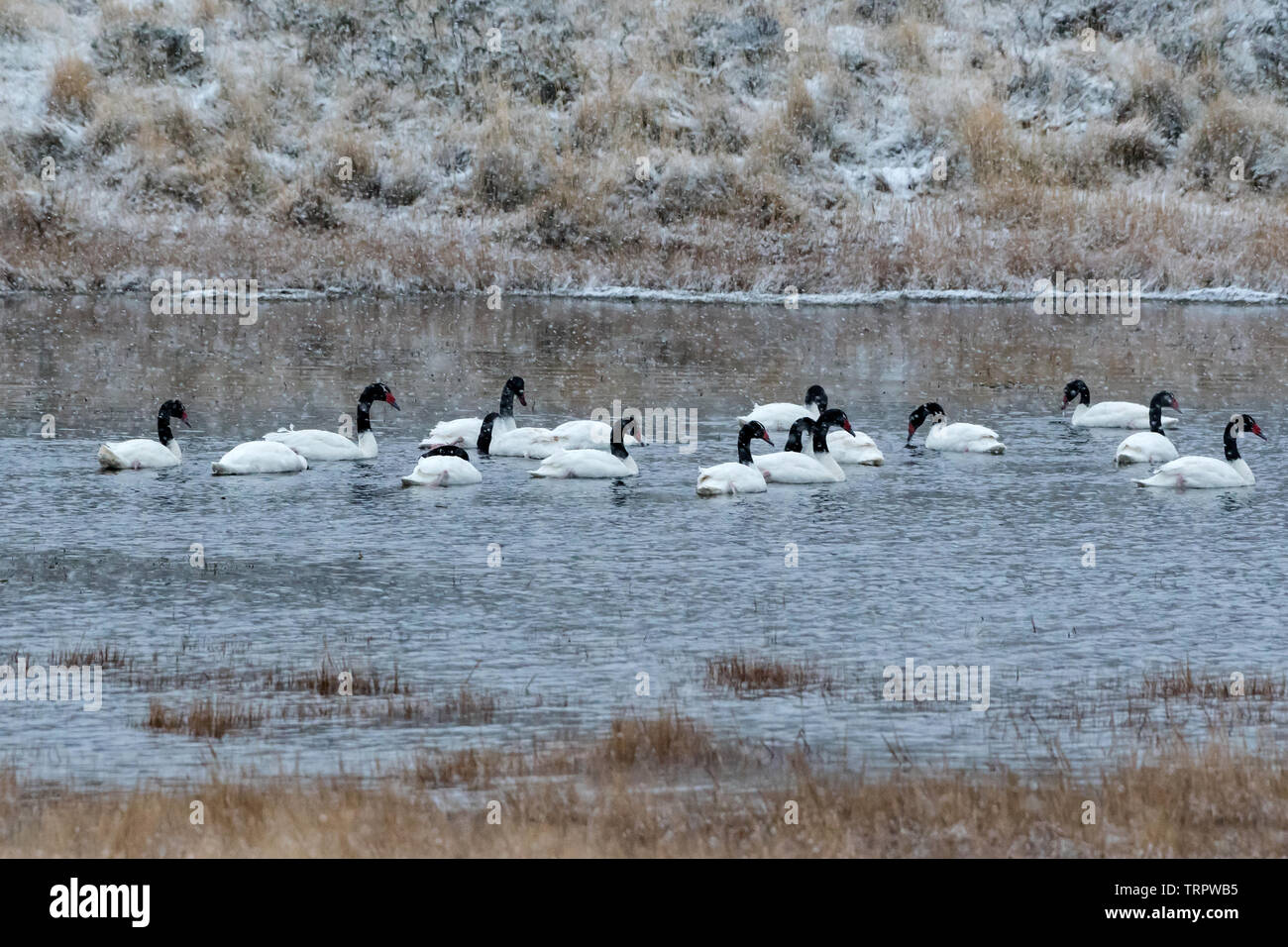 Black-necked Schwan (Cygnus melancoryphus), Torres del Paine NP, Chile Stockfoto