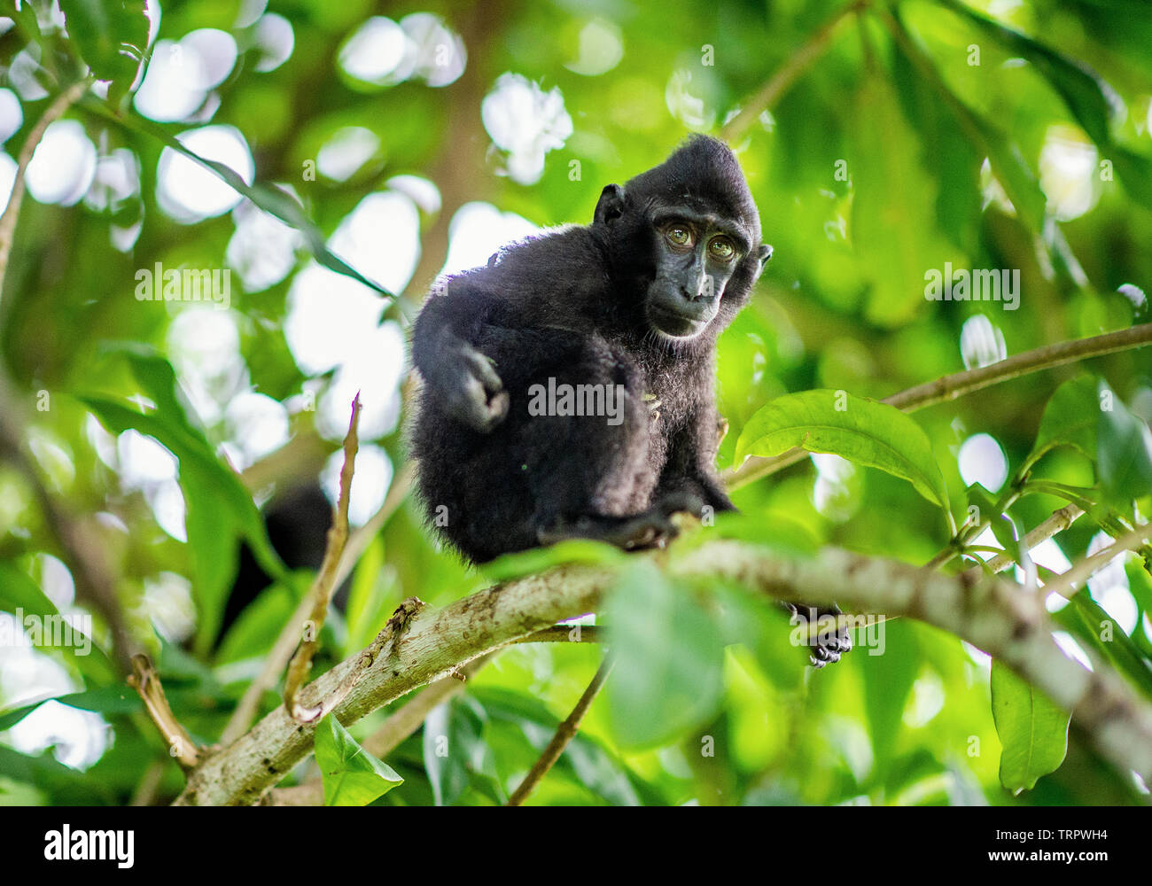 Die Cub von Celebes crested macaque auf dem Baum. Crested schwarzen Makaken, Sulawesi crested Makaken, oder den schwarzen Affen. Natürlicher Lebensraum. Insel Sulawesi. Stockfoto