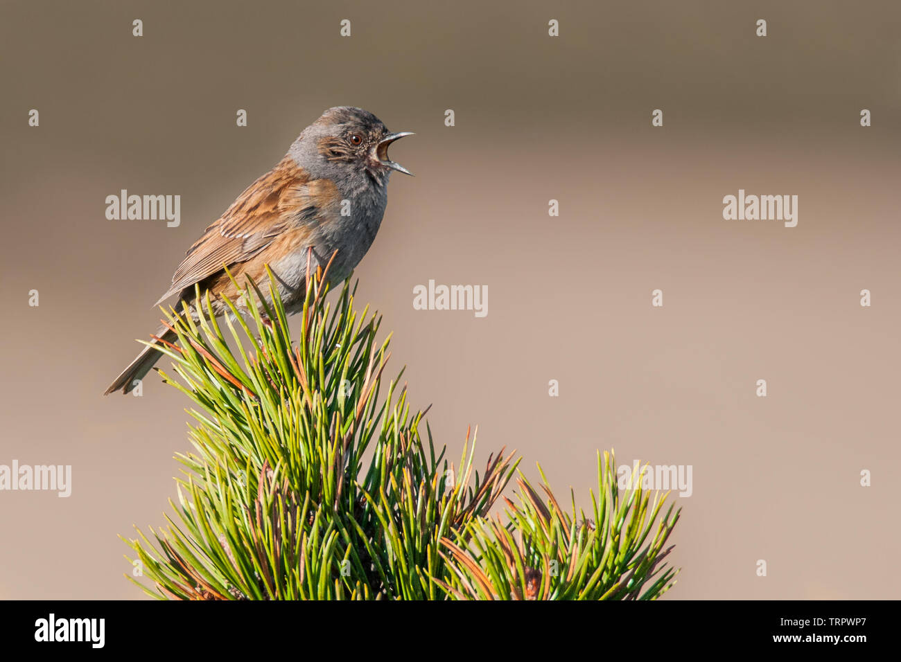 Dunnock (Phasianus colchicus), schöne Songbird sitzen auf einem mountain pine am Morgen, Nationalpark Riesengebirge, Tschechische Republik Stockfoto