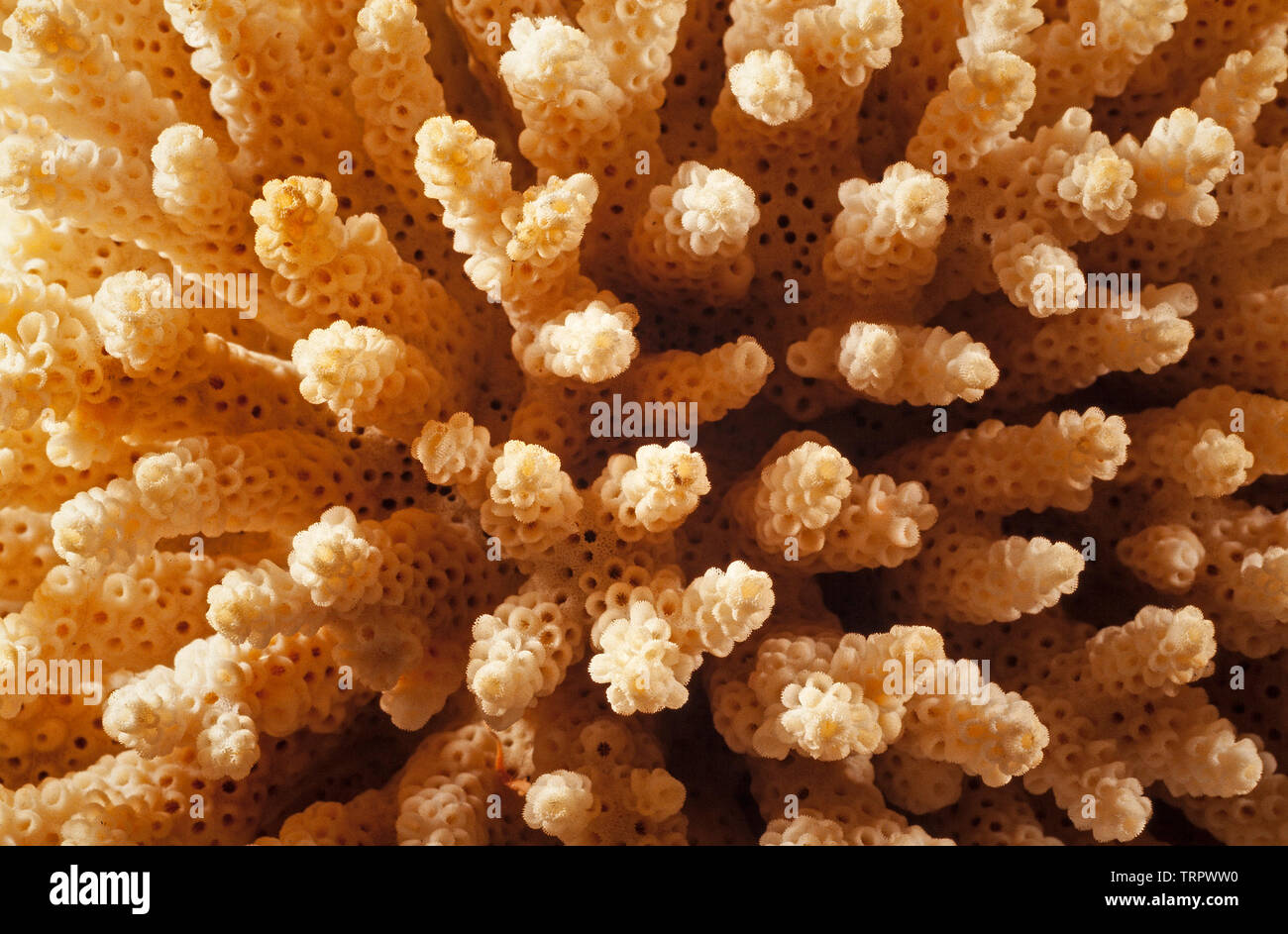 Sceleractinian coral Detail, Malaysia Stockfoto