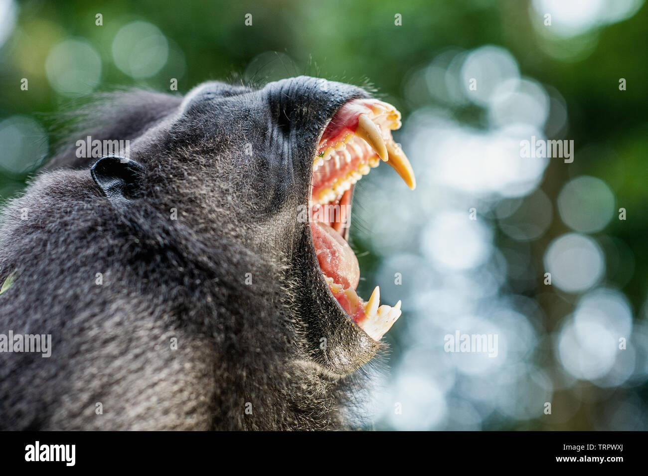 Der celebes Crested macaque offenen Mund und zeigt seine Reißzähne. Crested schwarzen Makaken, Sulawesi crested Makaken, oder den schwarzen Affen. Natürlicher Lebensraum. Sula Stockfoto