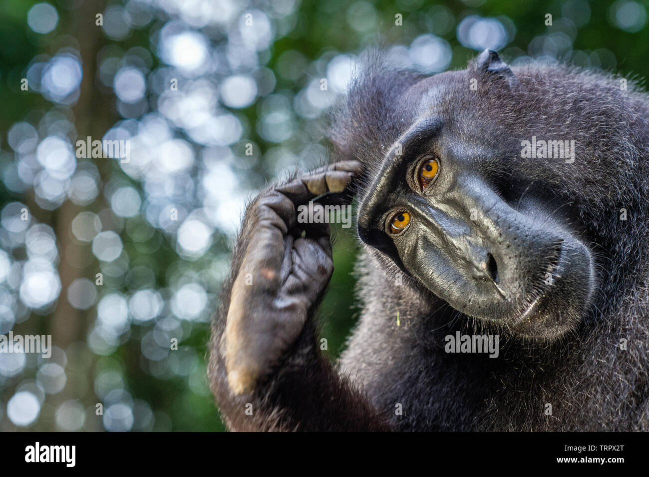 Der Celebes crested Makaken. Close up Portrait. Crested schwarzen Makaken, Sulawesi crested Makaken, oder den schwarzen Affen. Natürlicher Lebensraum. Sulawesi. Indones Stockfoto