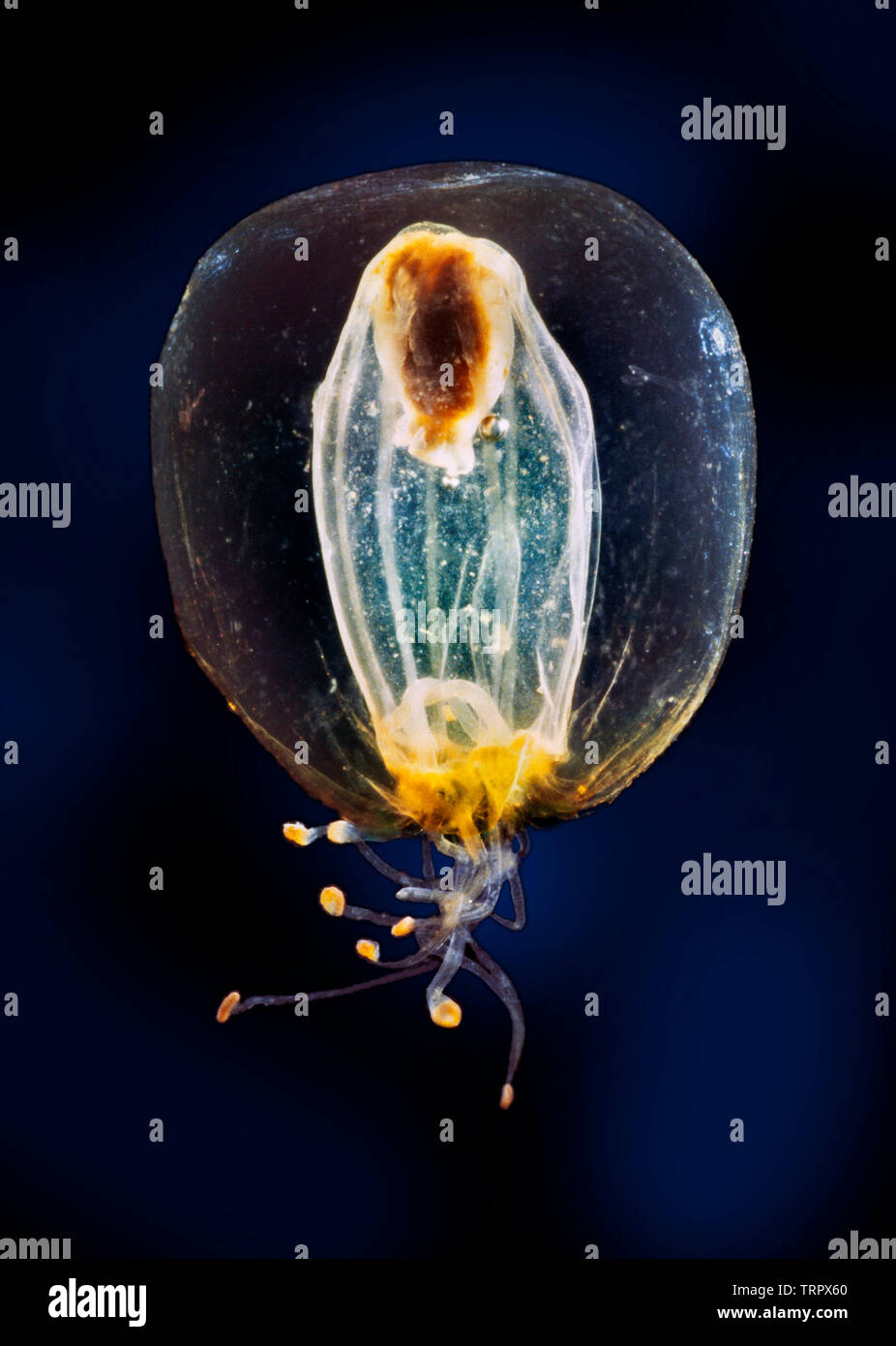 Anthro medusan, Calycopsis borchgrevinki, Südatlantik, Dunkelfeld photomicrograph. Stockfoto