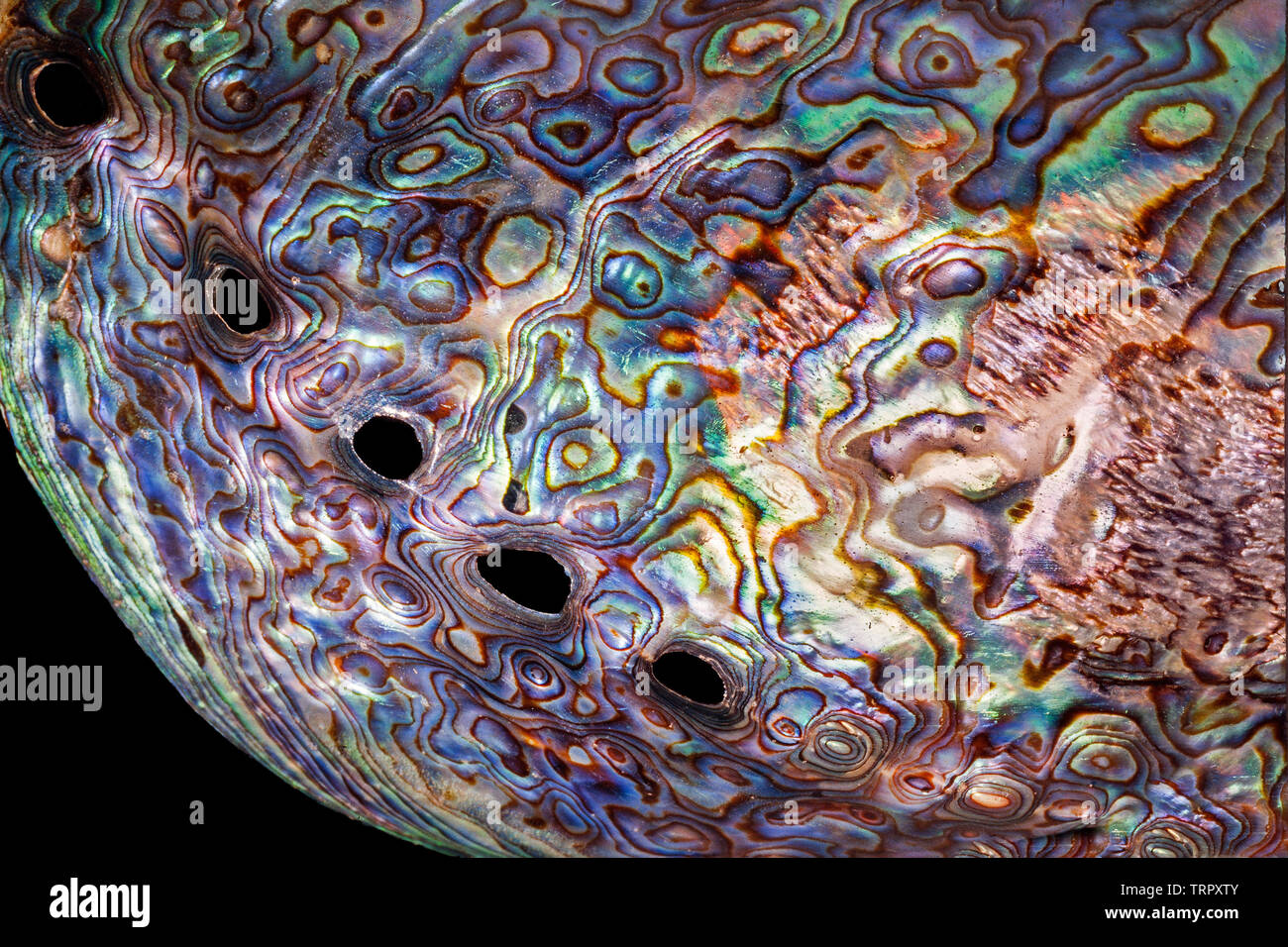 Haliotis Iris, Pāua oder paua Shell detail Stockfoto