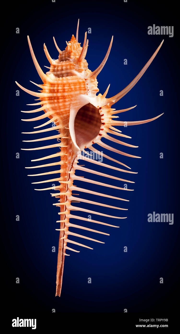 Venus Kamm, Shell, Murex Pecten, Stockfoto