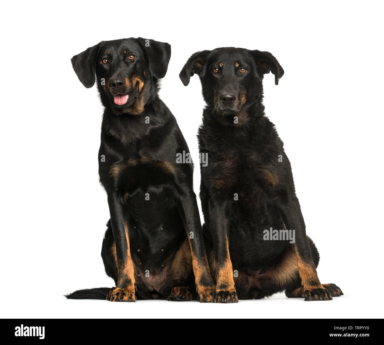 Beauceron, 6 Jahre und 10 Jahre alt, sitzt vor weißem Hintergrund Stockfoto