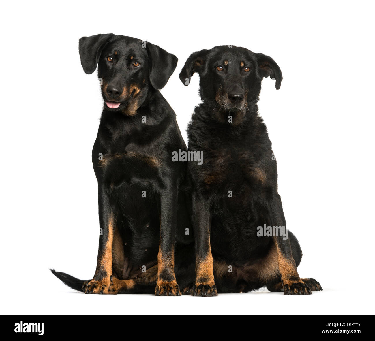 Beauceron, 6 Jahre und 10 Jahre alt, sitzt vor weißem Hintergrund Stockfoto