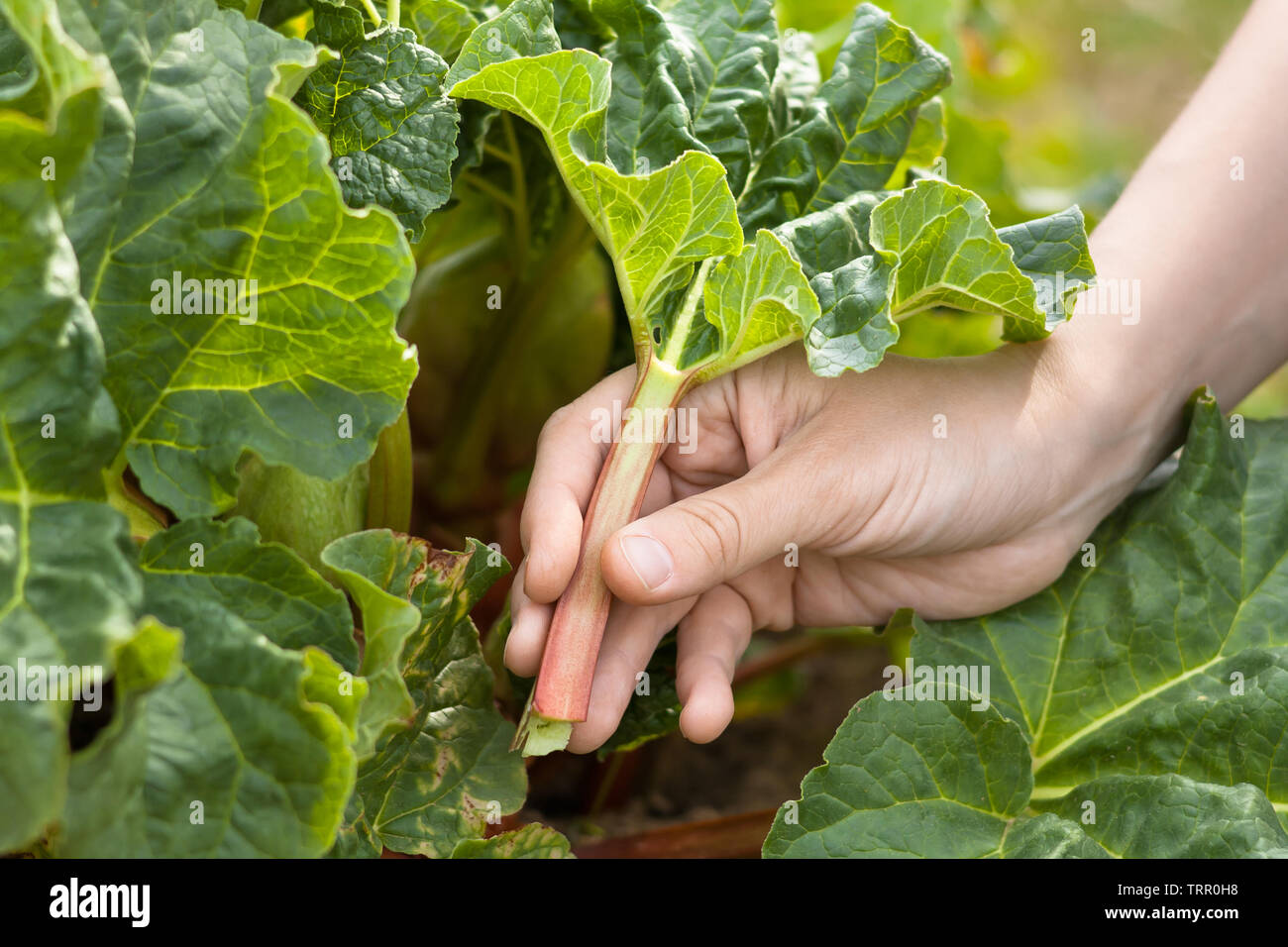 Von Hand gepflückt Blätter von Rhabarber im Garten, Nahaufnahme Stockfoto