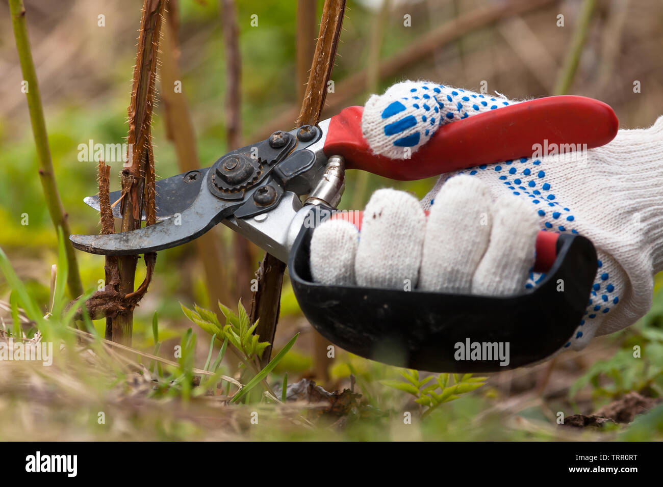 Hand in Handschuhe Beschneidung Himbeere mit gartenschere im Garten Stockfoto