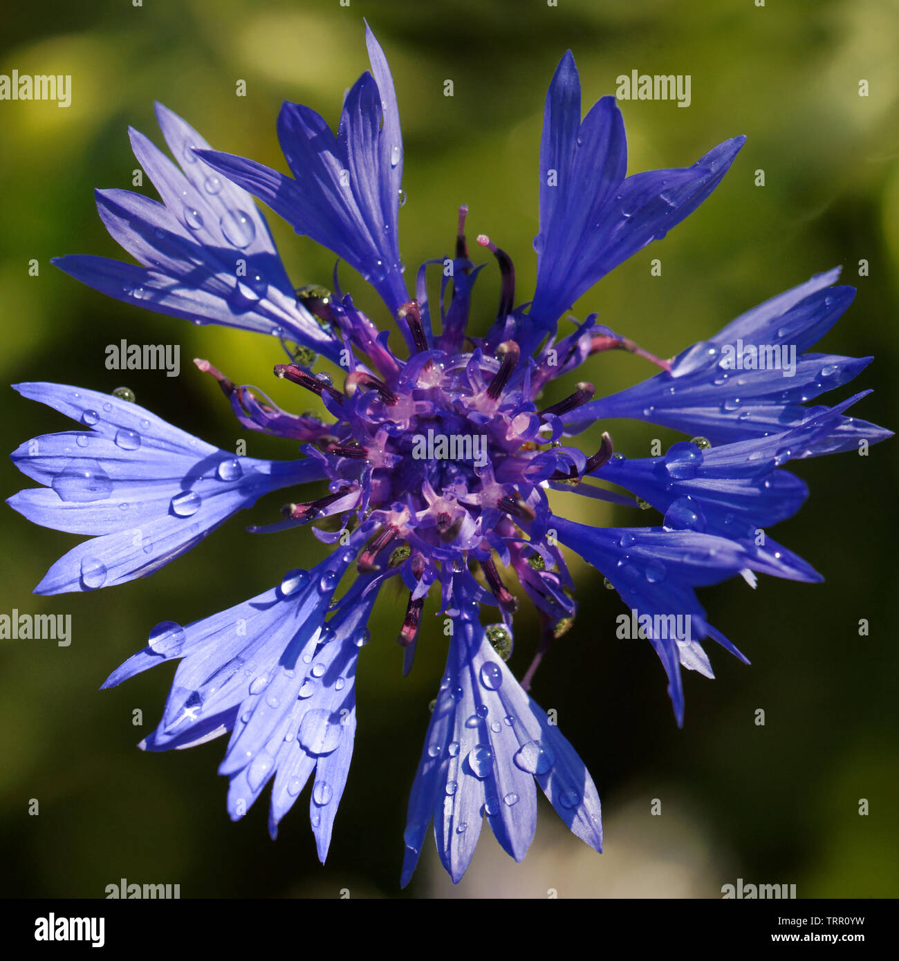 Blau Bachelor- Schaltfläche Blumen, kornblume an einem sonnigen Tag Stockfoto