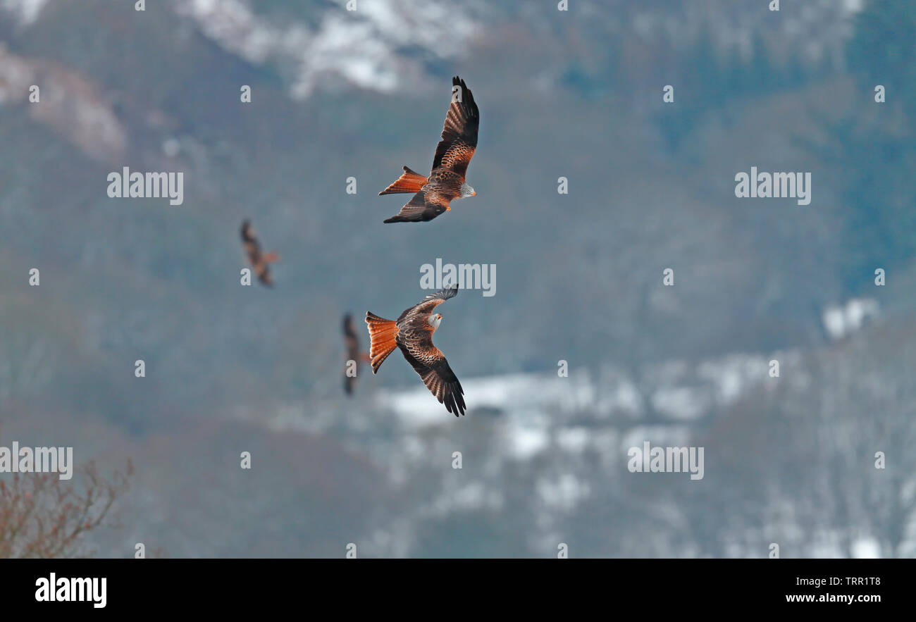 [Rotmilan Milvus milvus] - Gigrin Farm, Rhayader, Wales, Großbritannien - im schnee licht Stockfoto