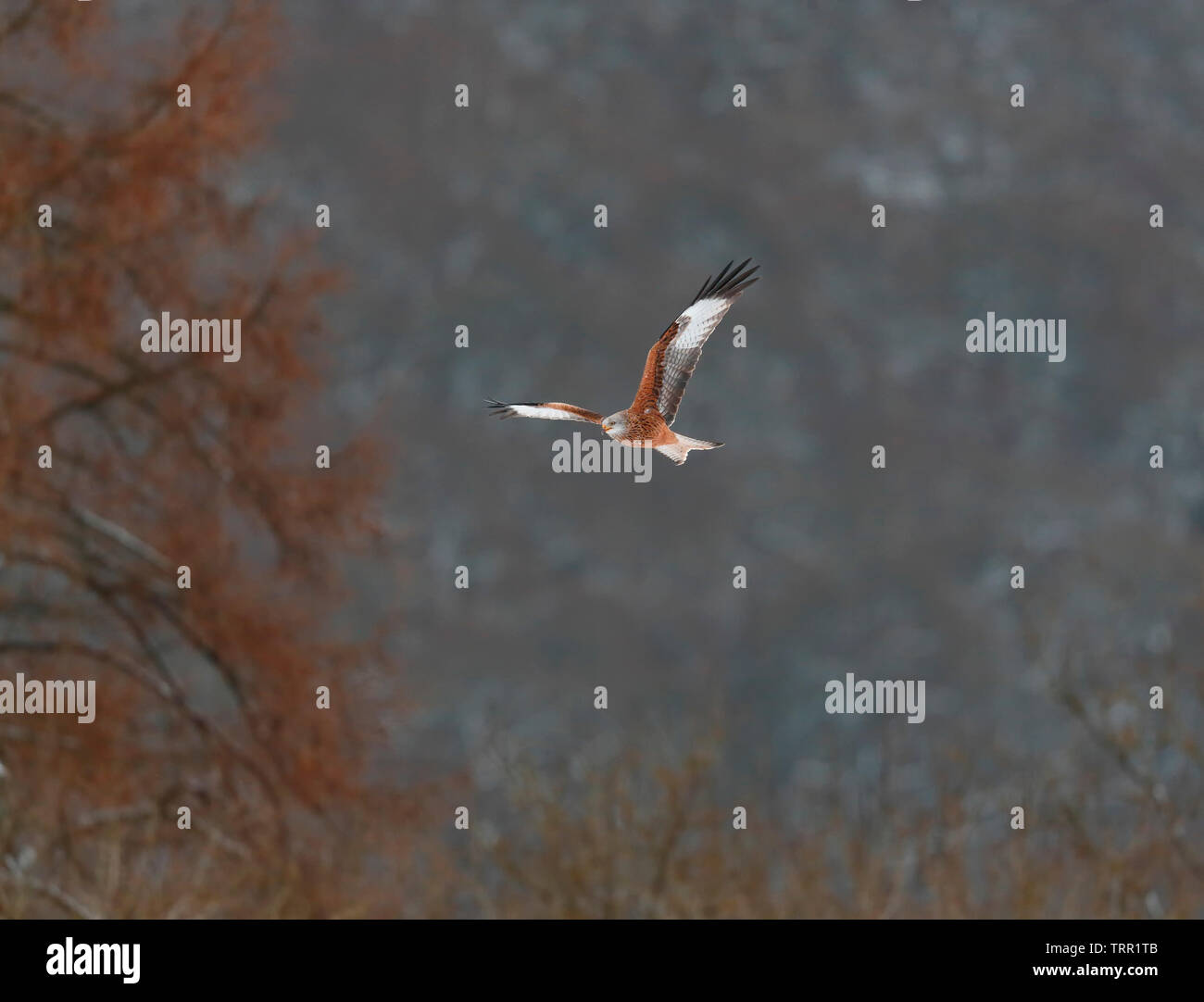 [Rotmilan Milvus milvus] - Gigrin Farm, Rhayader, Wales, Großbritannien - im schnee licht Stockfoto