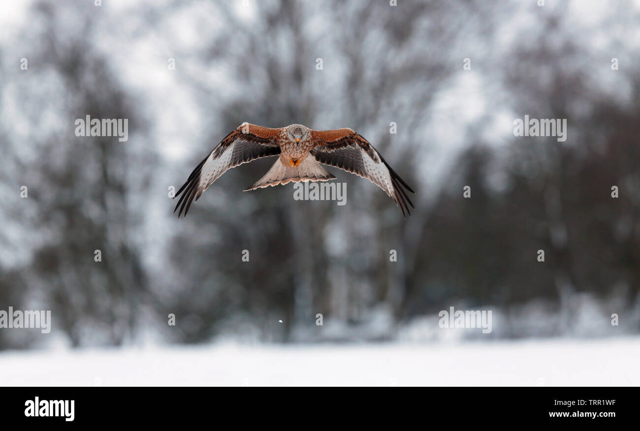 [Rotmilan Milvus milvus] - Gigrin Farm, Rhayader, Wales, Großbritannien - im schnee licht Stockfoto