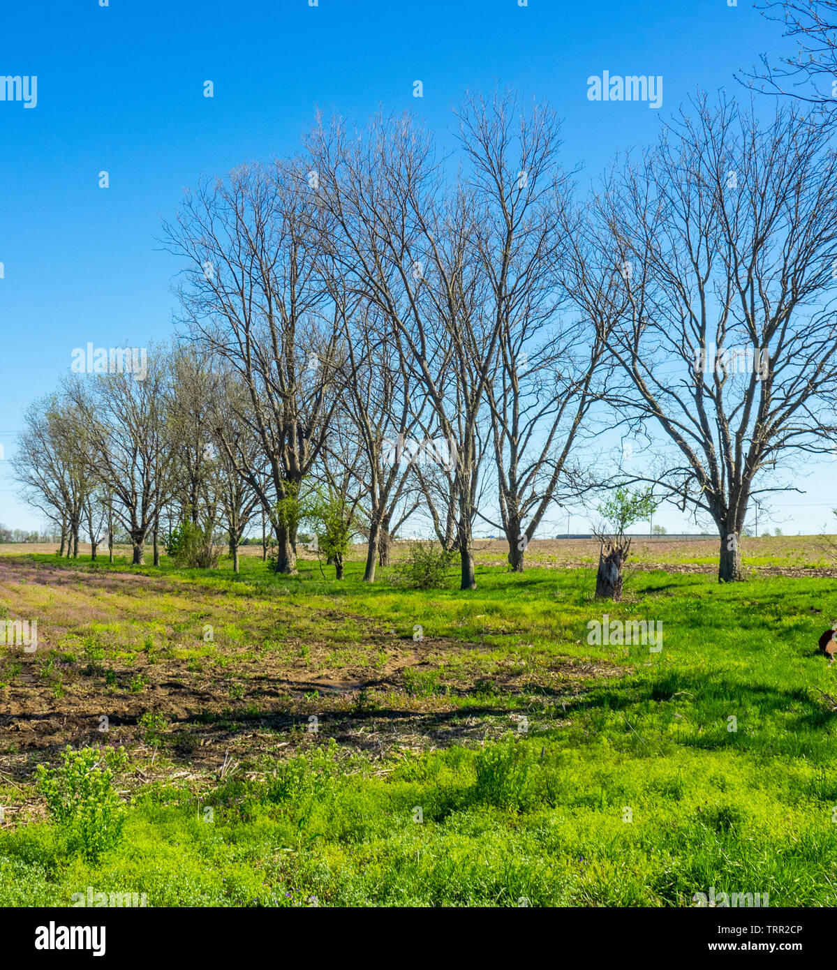 Reihe von Laubbäumen in einem Feld im ländlichen mittleren Westen Collinsville Illinois USA. Stockfoto