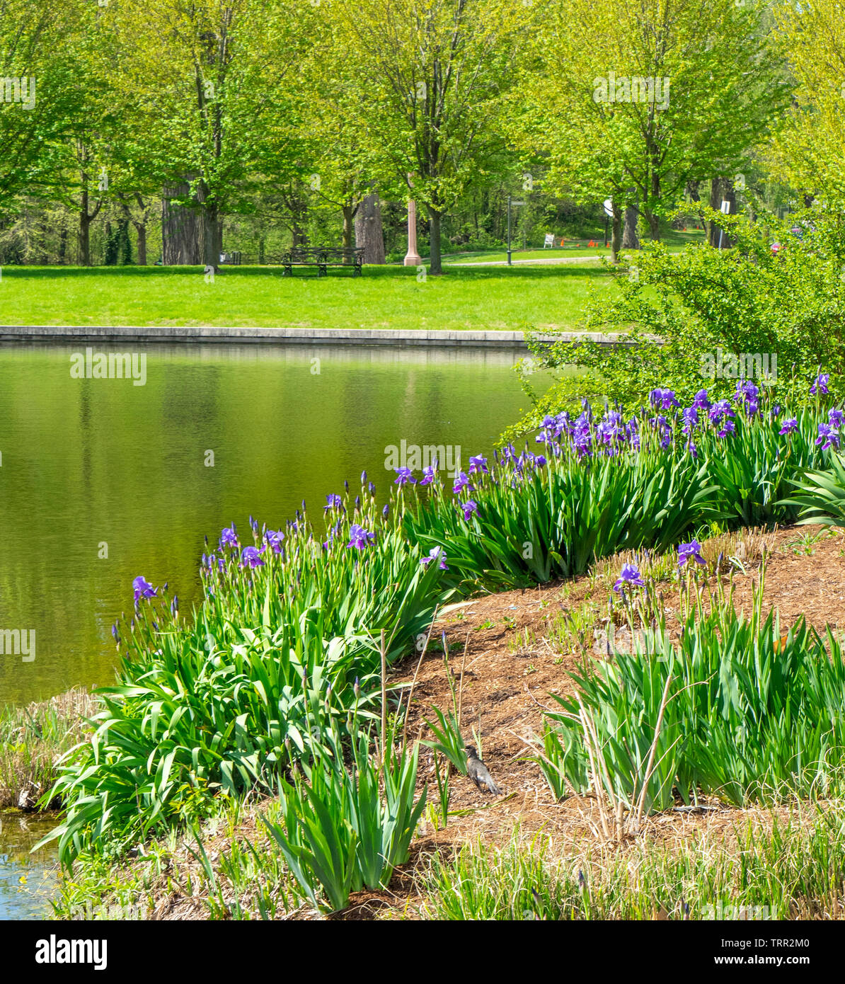 Violett Iris wachsenden am Rande eines Sees in Forest Park St Louis Missouri USA. Stockfoto