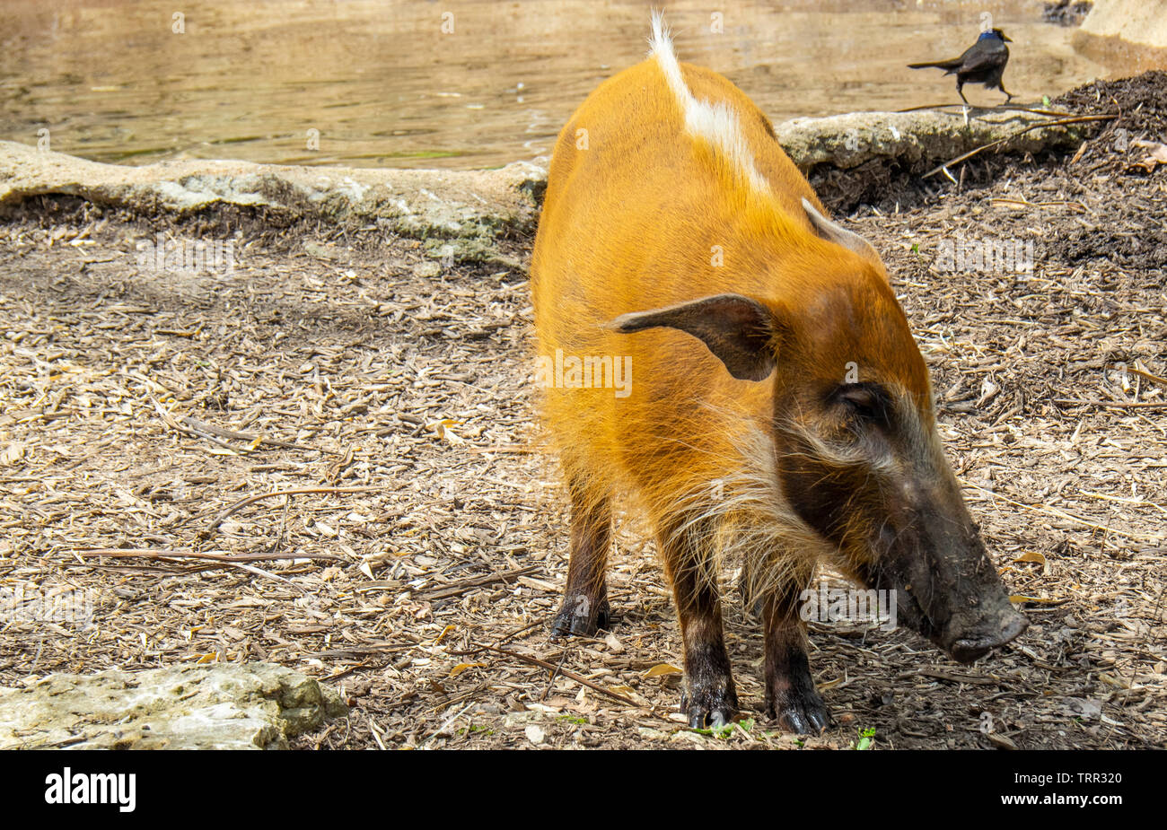 Red River Hog, Bush pig, Potamochoerus porcus, für die in der Anlage in St. Louis Zoological Park, Forest Park, Missouri, USA. Stockfoto