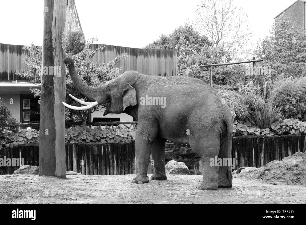 Asiatischer Elefant in der Chester Zoo, Chester Cheshire Stockfoto