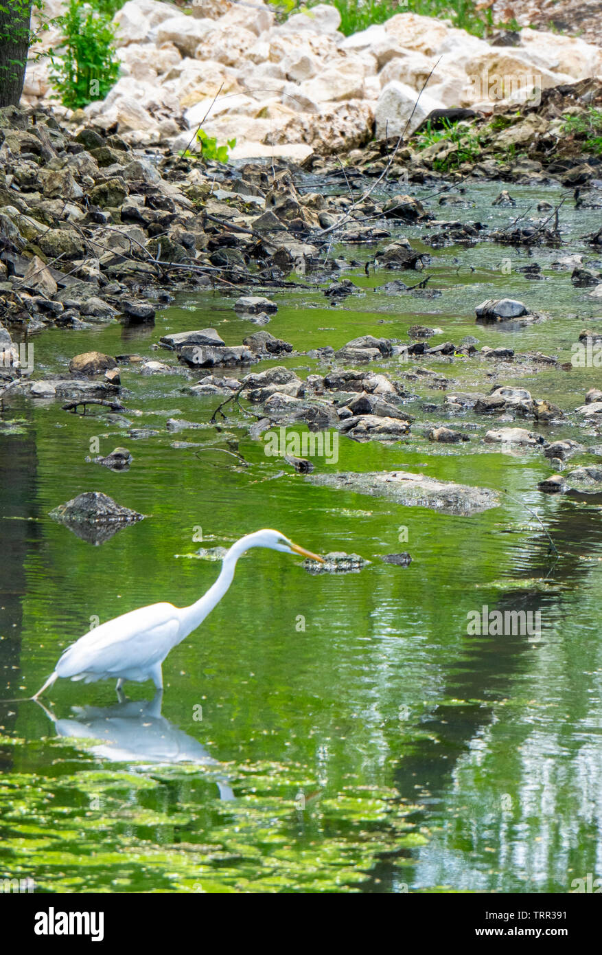Ein weißer Kran Vogel das Waten im Fluss des Peres in Forest Park St Louis Missouri USA. Stockfoto