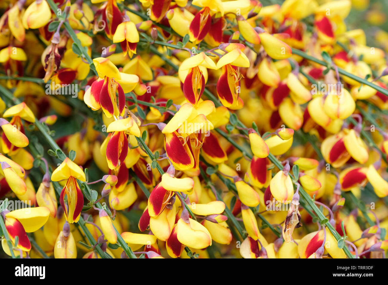In der Nähe von dunklen rot/gelben Blüten der sommergrüne Strauch gemeinsame Besen, Cytisus scoparius Firefly f. Stockfoto