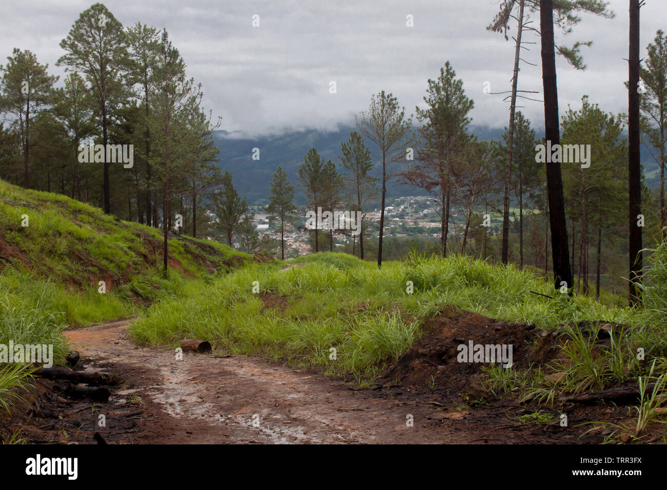Schneiden Sie Kiefernstämme in der Berglandschaft Stockfoto