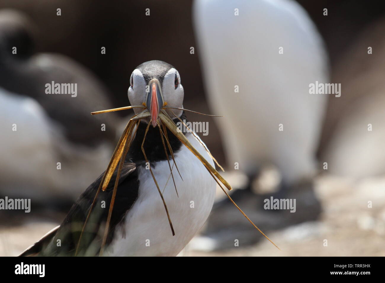 Papageientaucher auf den Farne Islands Stockfoto