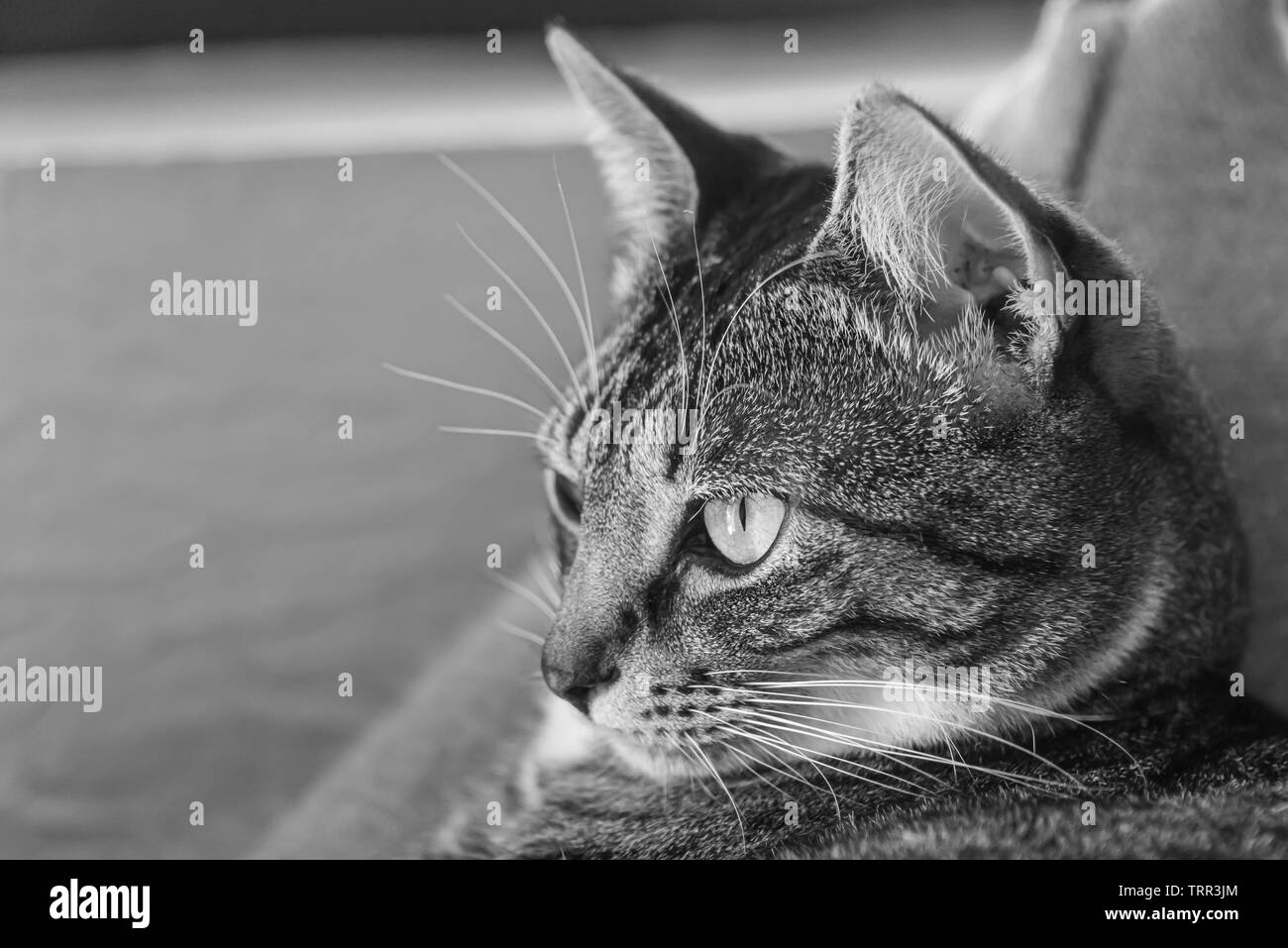 Schwarz-weiß Bild von Alert tabby cat Stockfoto