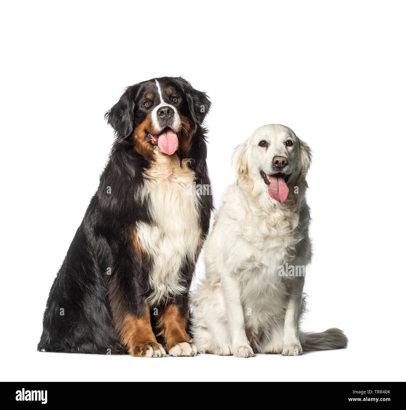 Berner Sennenhund Golden Retriever