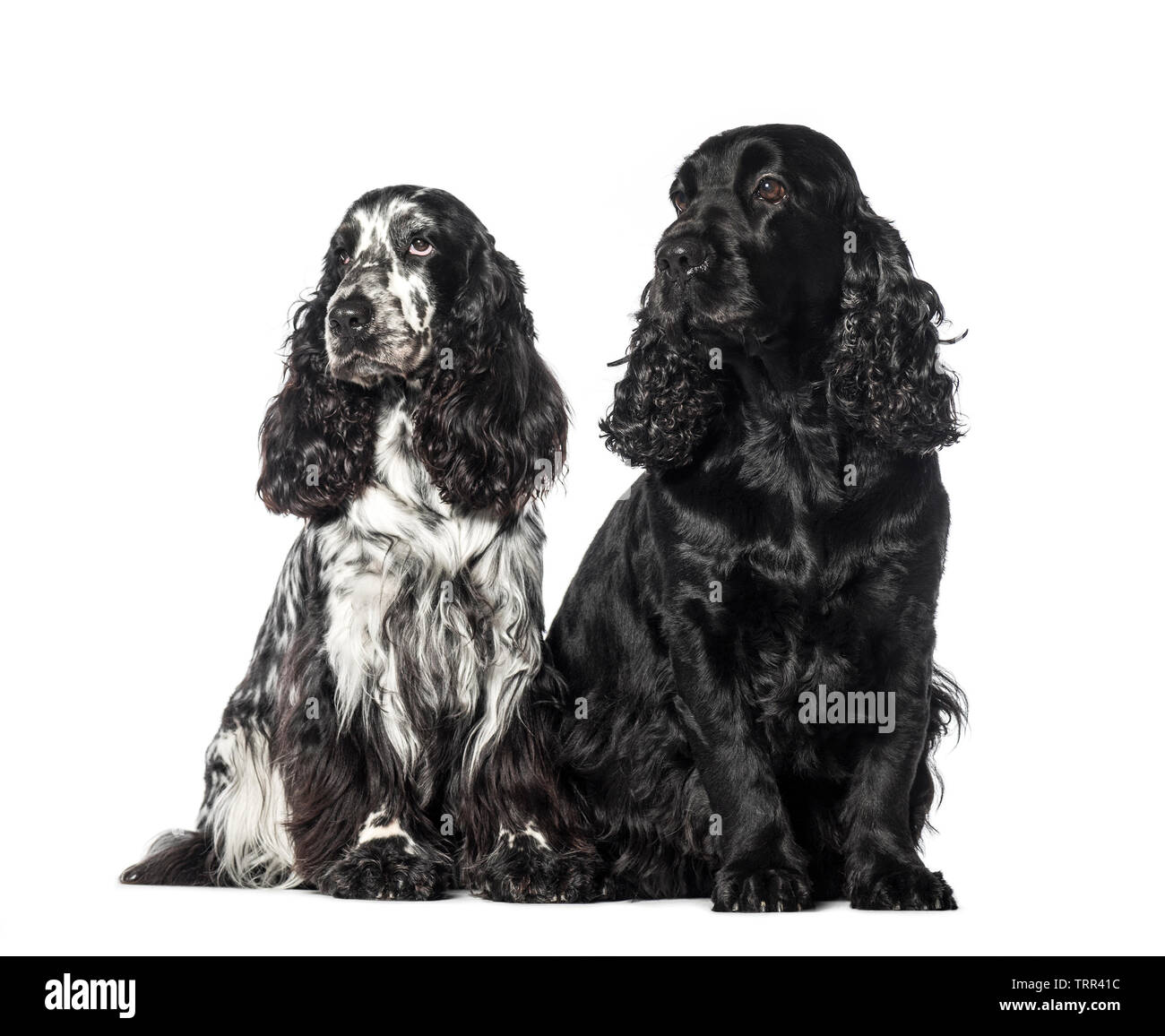 Cocker vor weißem Hintergrund sitzen Stockfoto