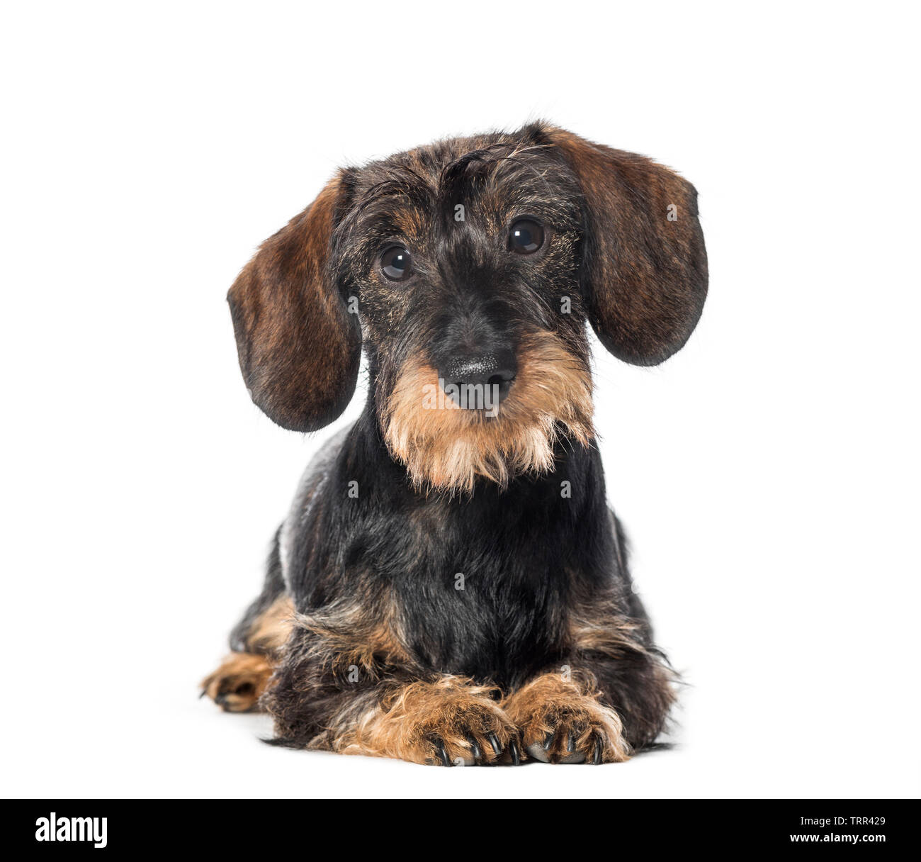 Dackel, Dachs, Hund, Hund, Wiener Würstchen Hund vor weißem Hintergrund liegend Stockfoto