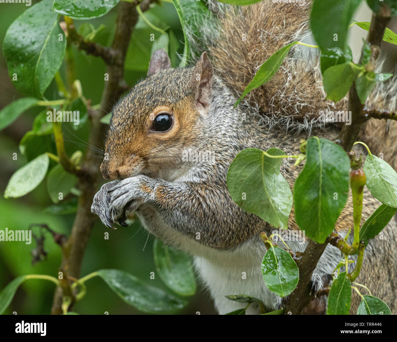 Ein graues Eichhörnchen n ein Baum essen sehr klein, unreife Birnen. Stockfoto