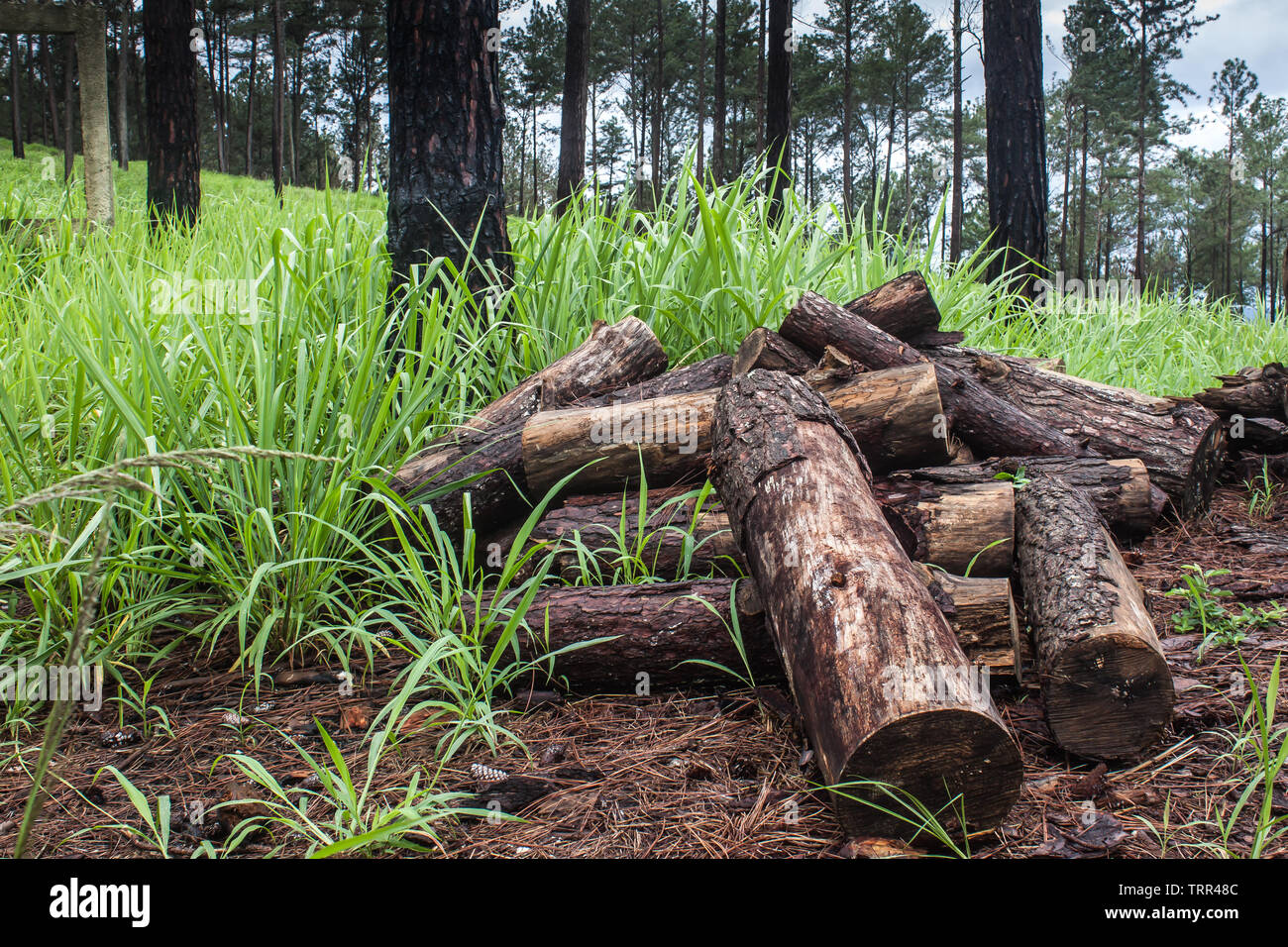 Schneiden Sie Kiefernstämme in der Berglandschaft Stockfoto