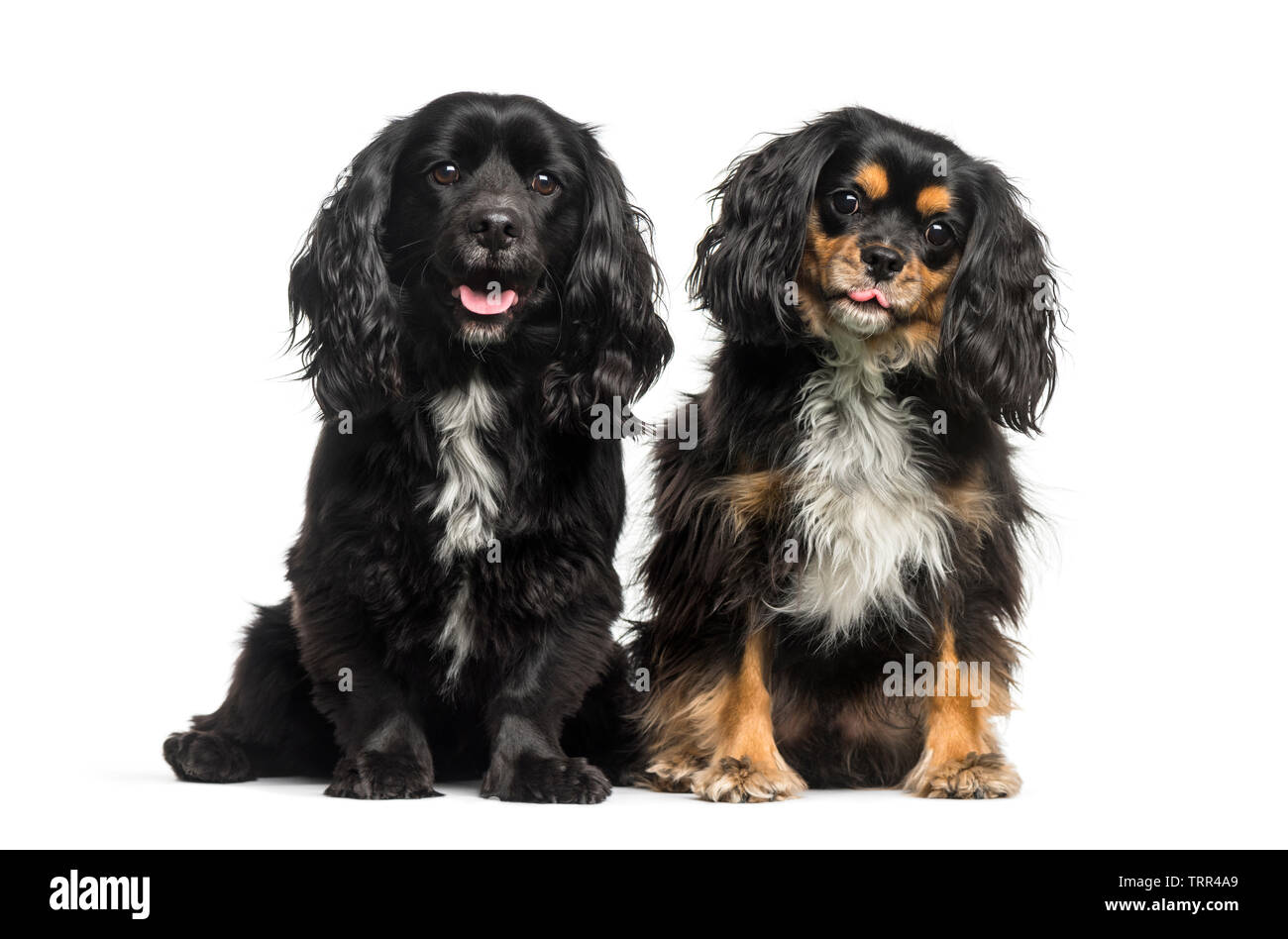 Cavalier King Charles Spaniel vor weißem Hintergrund sitzen Stockfoto