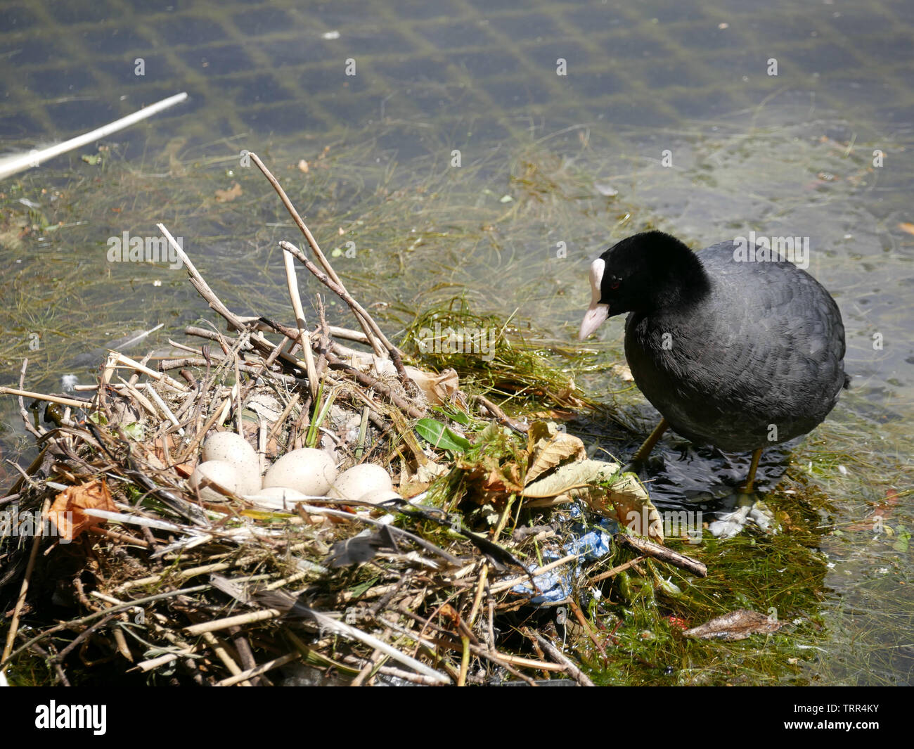 Nach Coot-Fulica atra mit einer Kupplung der Eier in ein Nest am Hyde Park, London, UK Stockfoto
