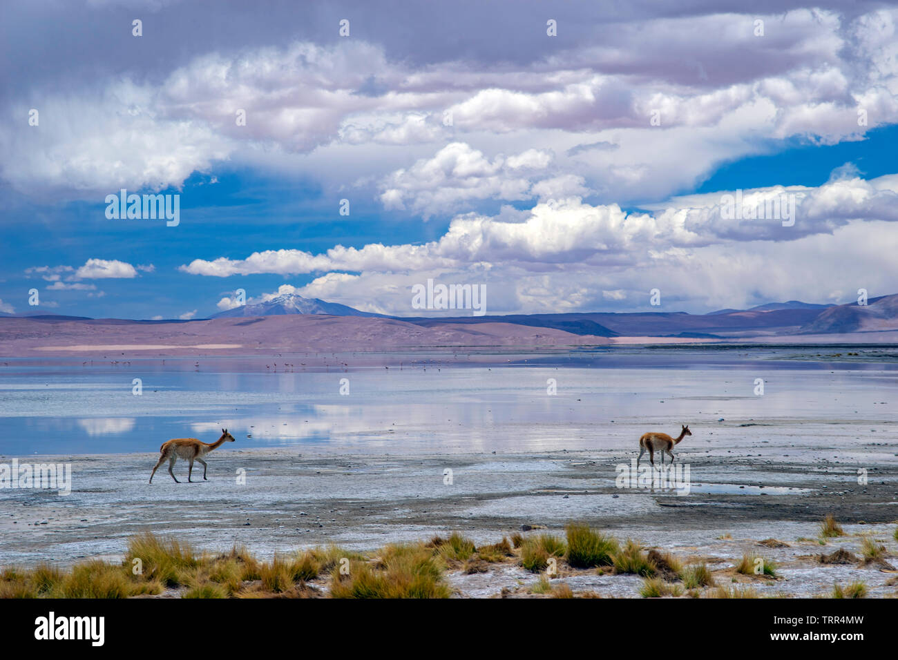 Zwei Alpakas in den abgelegenen und schöne Landschaft von Laguna blanva in Bolivien Stockfoto