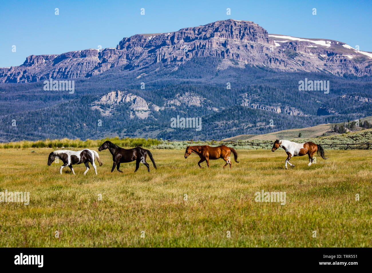 Absaroka Ranch, Wyoming; Betreuung der Pferde am Morgen, bringen Sie zum Corral. Ranch in Wyoming. Stockfoto