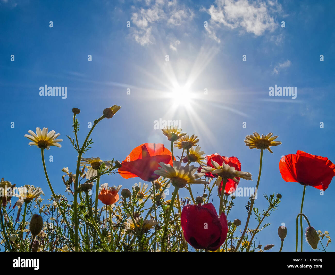 Leuchtend rote Mohnblumen Hintergrundbeleuchtung im Mohnfeld. Auf der Suche nach oben oder nach oben vom Boden aus Stockfoto