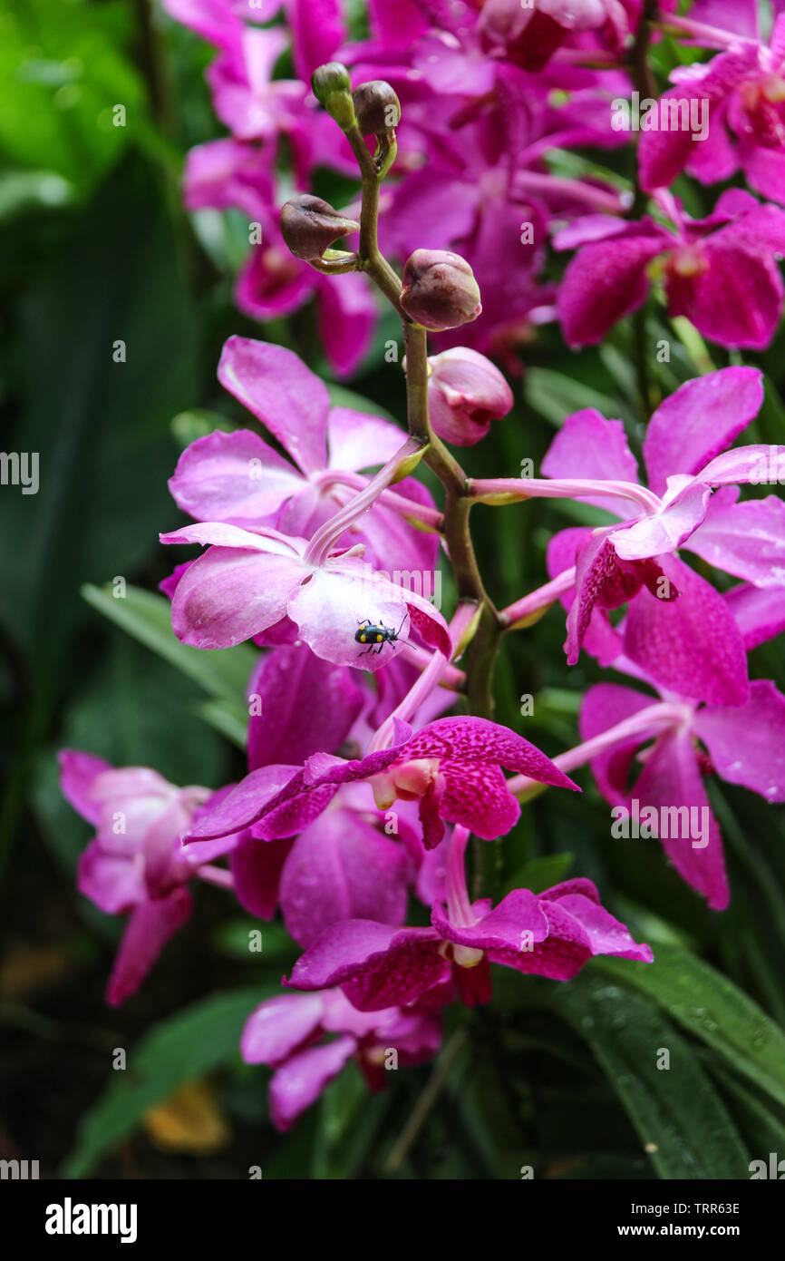 Insekt Besuch Einer Schonen Lila Rosa Orchideen Im National Orchid