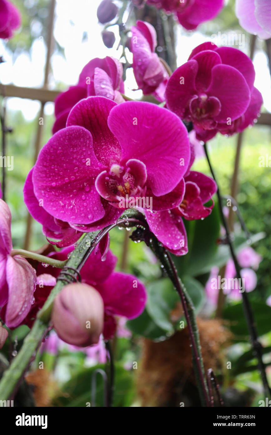 Schönen Lila Rosa Orchideen im National Orchid Garden, Botanischer Garten Singapur, Singapur, Asien Stockfoto