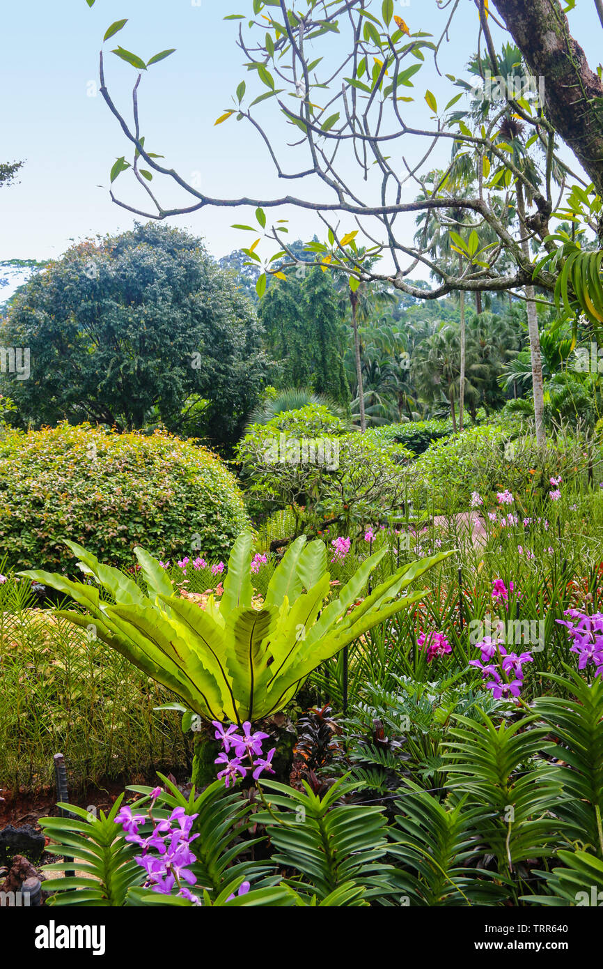 Tropical View im National Orchid Garden, Botanischer Garten Singapur