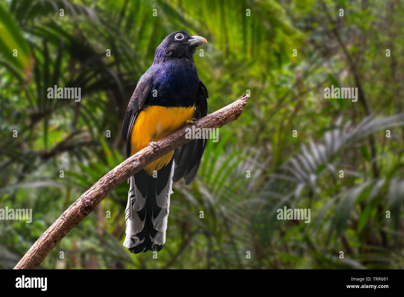 White-tailed trogon (trogon Trogon viridis chionurus chionurus/) im Baum gehockt, beheimatet in Panama, Kolumbien und Ecuador Stockfoto