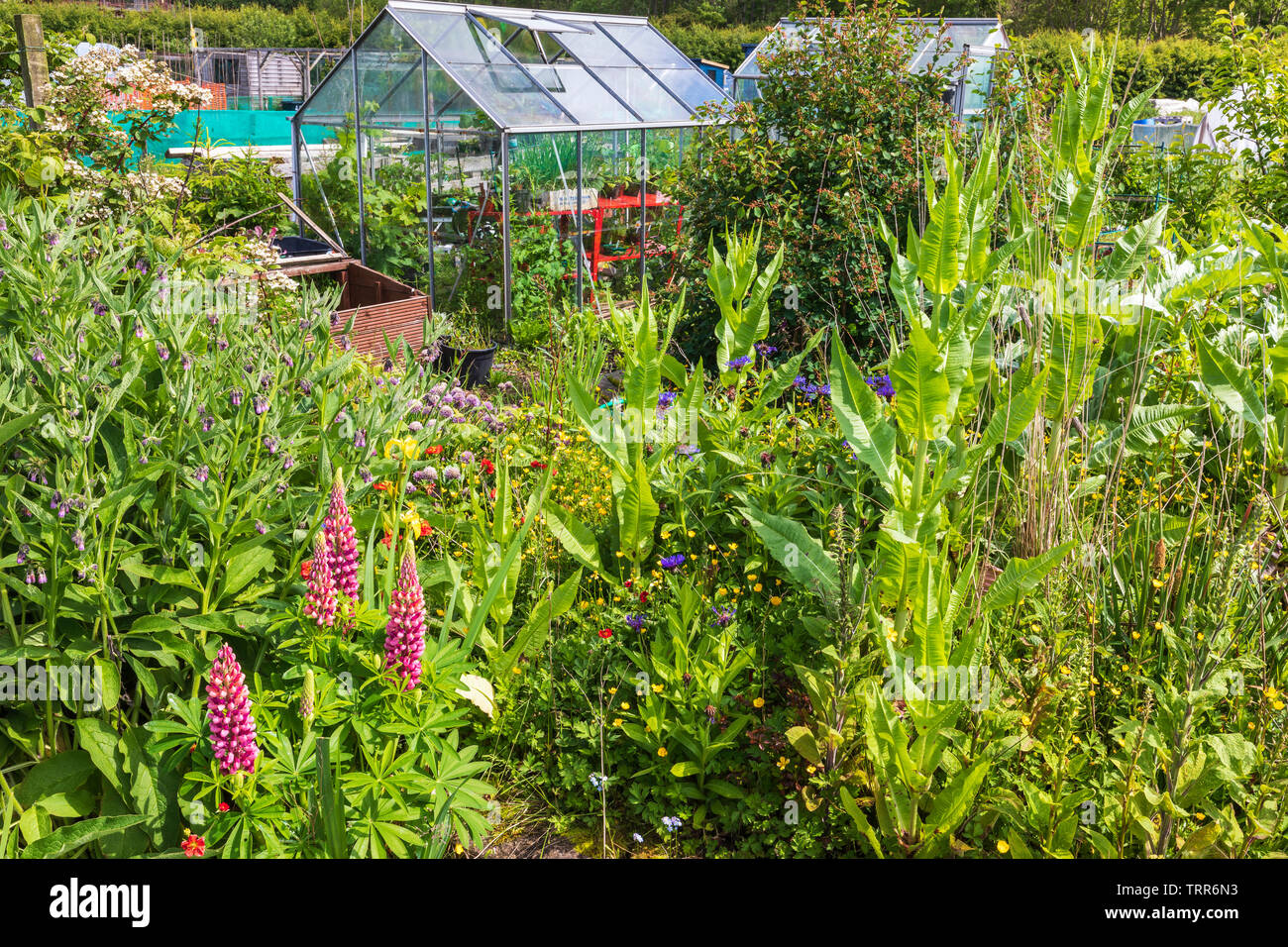 Schrebergarten mit Sommerblumen und Gewächshaus, Eglinton Züchter Kleingärten, Kilwinning, Ayrshire, Schottland Stockfoto
