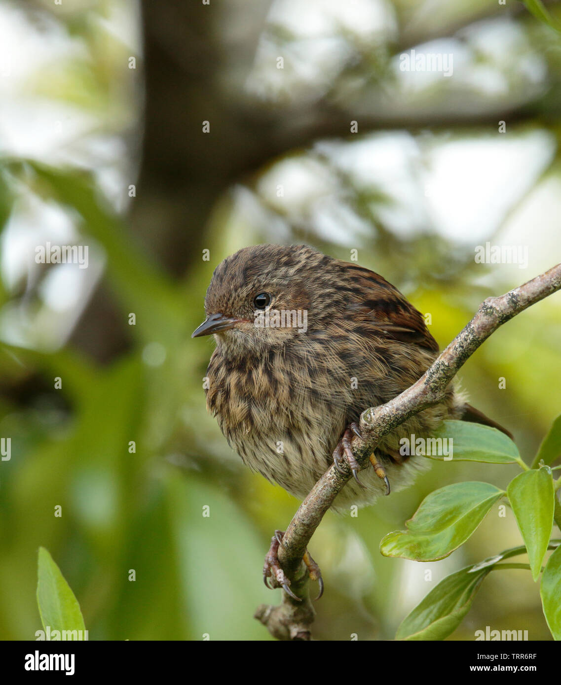 Hedge Sparrow Kinder Stockfoto