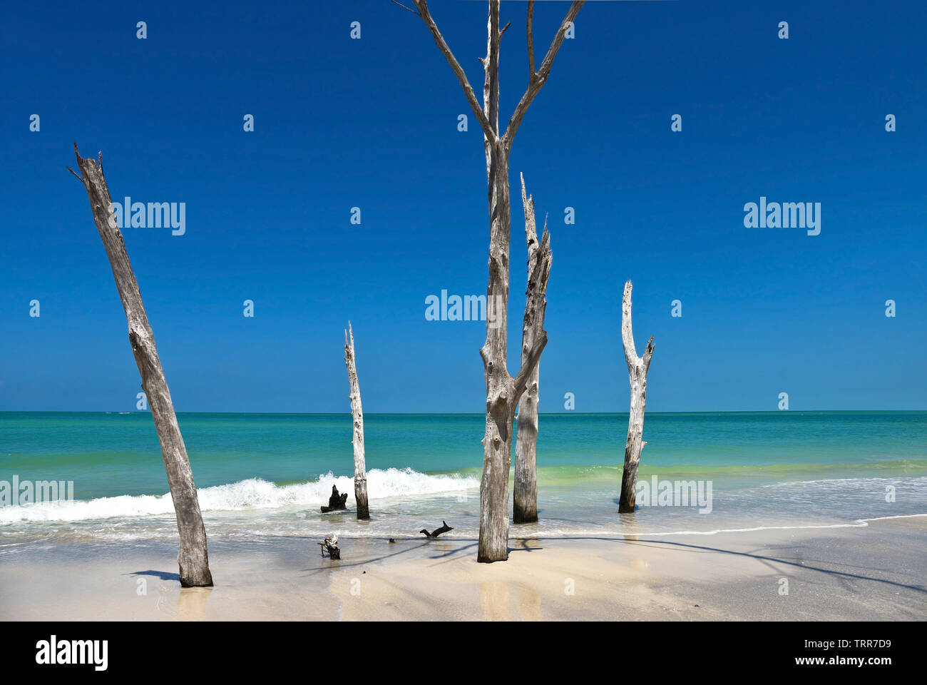 Schöne verwitterten Tote Bäume am Strand von Bier kann Insel Longboat Key, Florida Stockfoto