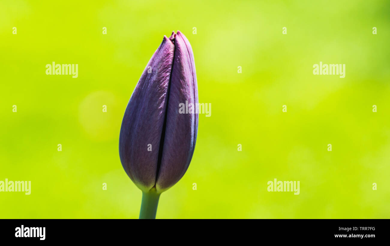 Eine Makroaufnahme eines dunklen lila Königin der Nacht Tulpe Blume Knospe. Stockfoto