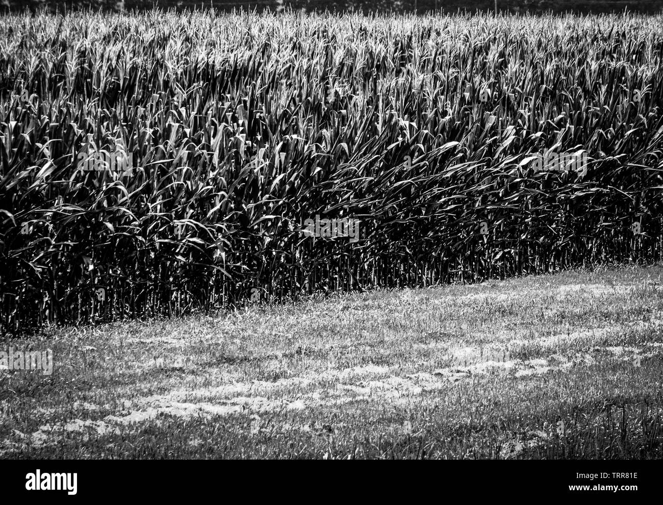 Ein strassenrand Grundstück von Mais wächst in einem Bereich, in dem fruchtbaren Boden der Nordwesten von Mississippi, USA, in Schwarz und Weiß Stockfoto