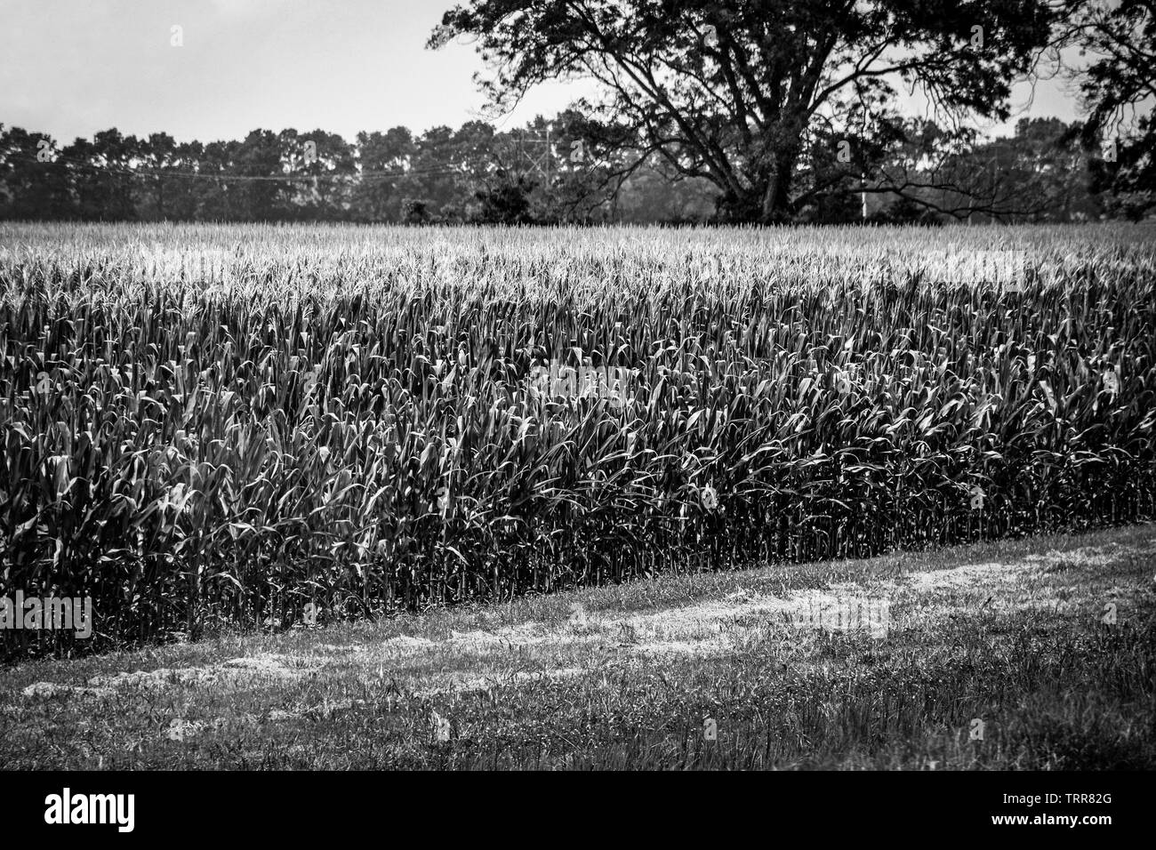 Straßenanbaufläche von Maispflanzen im fruchtbaren Boden des Nordwestens von Mississippi in Schwarz und Weiß Stockfoto