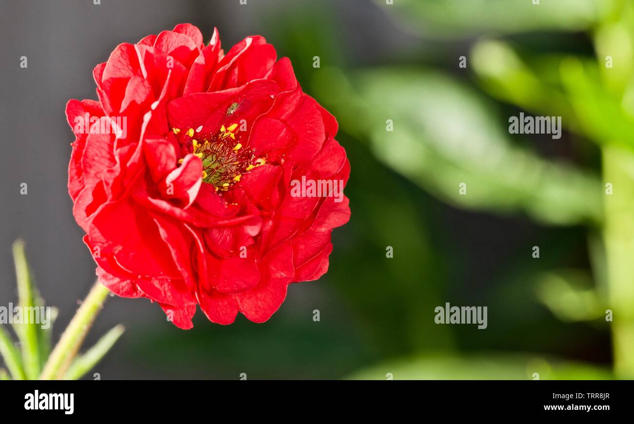 Geum flora Plena 'Blazing Sunset' Stockfoto