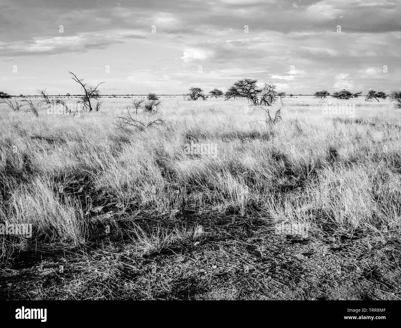 Namibischen Grasland Stockfoto