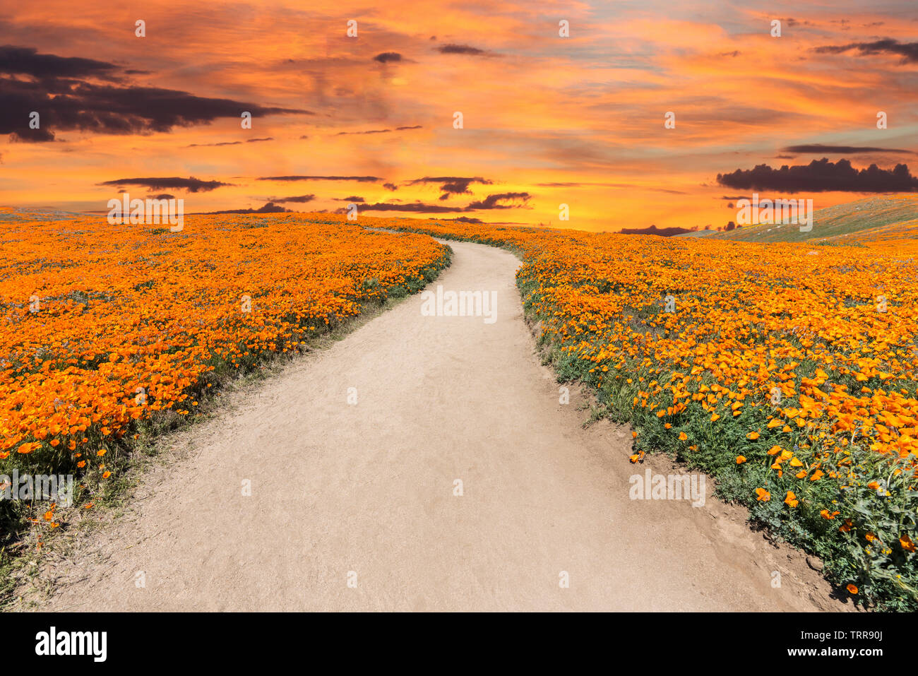 Einladende Weg durch Poppy wildflower super Blüte Feld mit Sonnenuntergang Himmel in Südkalifornien. Stockfoto