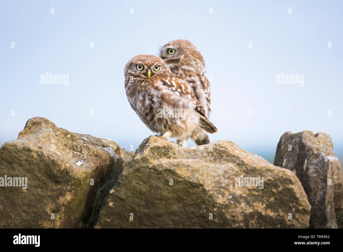 Am frühen Morgen Sonnenaufgang mit kleine Eule sitzen auf der Steinmauer beobachten, was in der Landwirte Feld gehen. Stockfoto